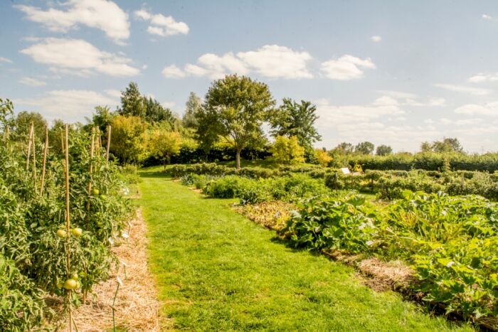 Potager 1©Jardin botanique.jpg Jardin botanique