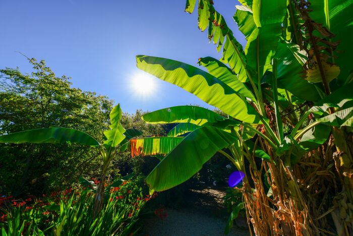 Jardin botanique © Olivier Douard (31).jpg Olivier Douard
