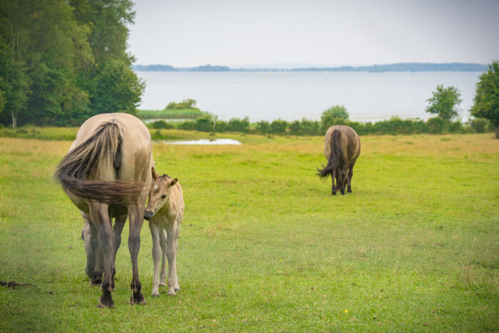 Espace Faune ©Laurène Philippot - Carnet d'Escapades.jpg Laurène Philippot