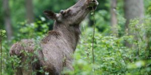 espace faune espace faune