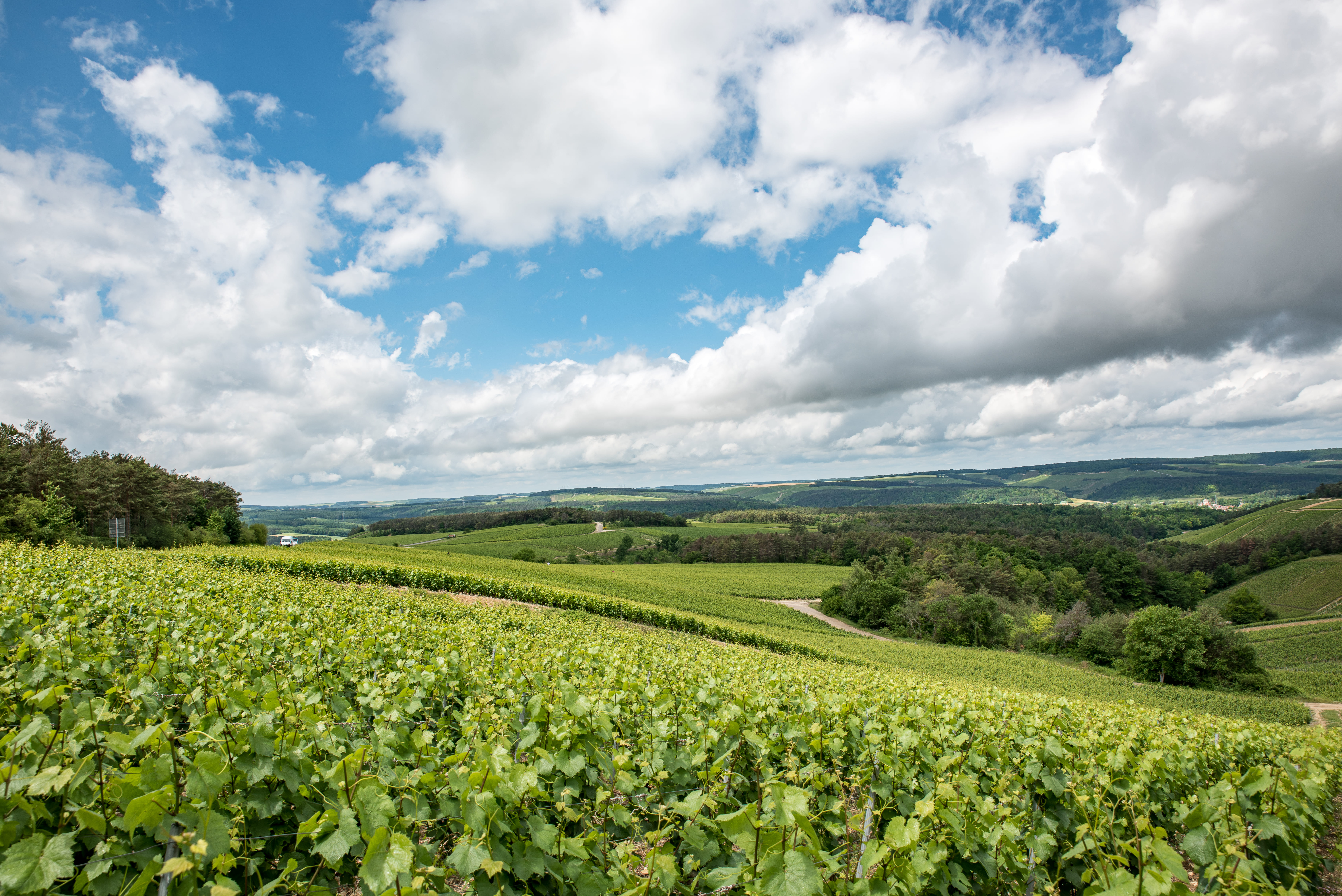 VIGNOBLE