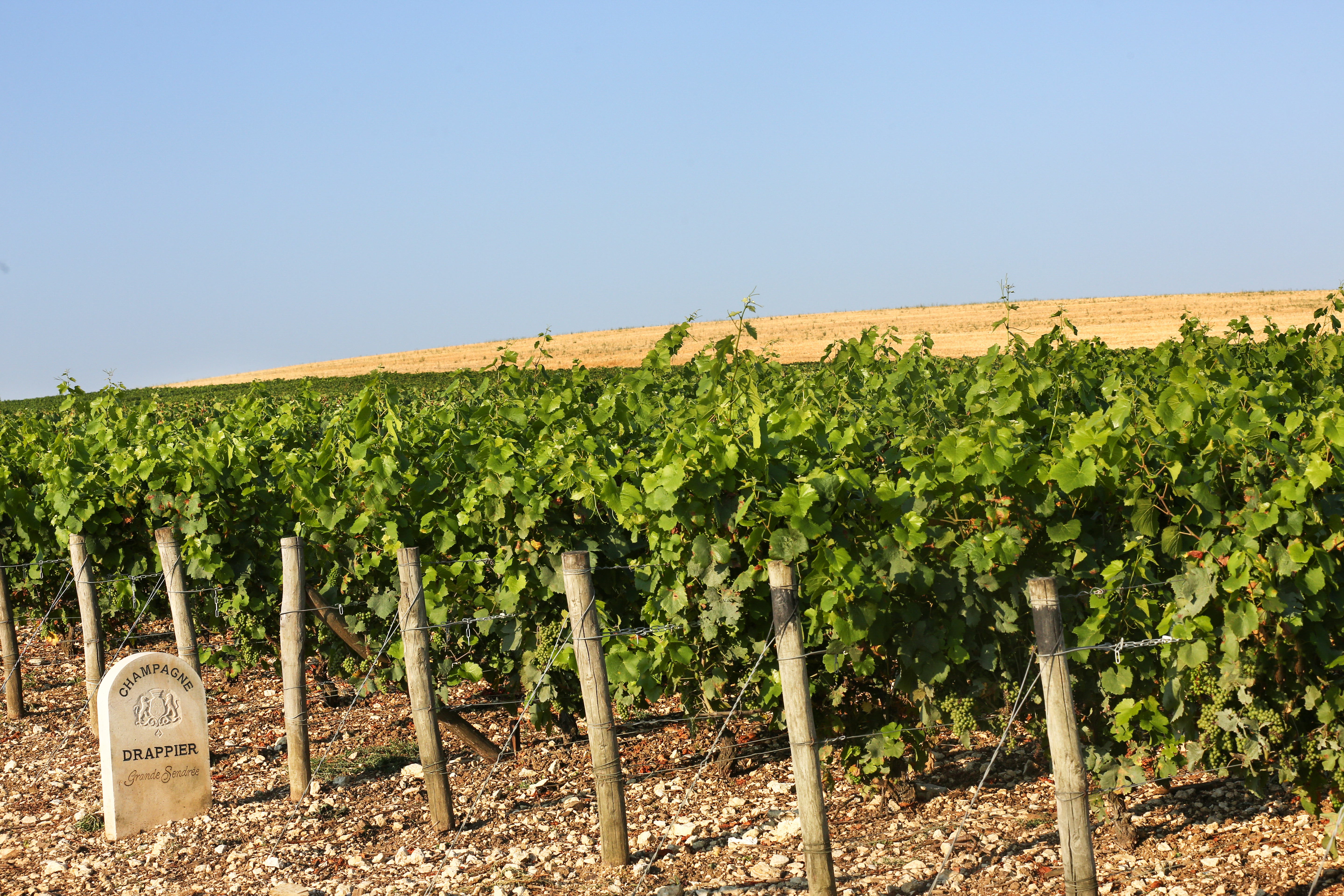 REPAS VIGNERONS
